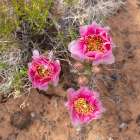 Starvation prickly pear cactus, Alcove Nature Trail, Colorado National Monument, Colorado, USA. Art Print